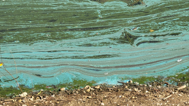 Suspected blue-green algae spotted at Snyders Flats [Video]