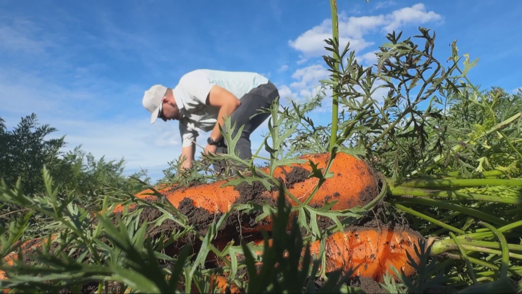 Calgary Food Bank gets boost from volunteer gardeners [Video]