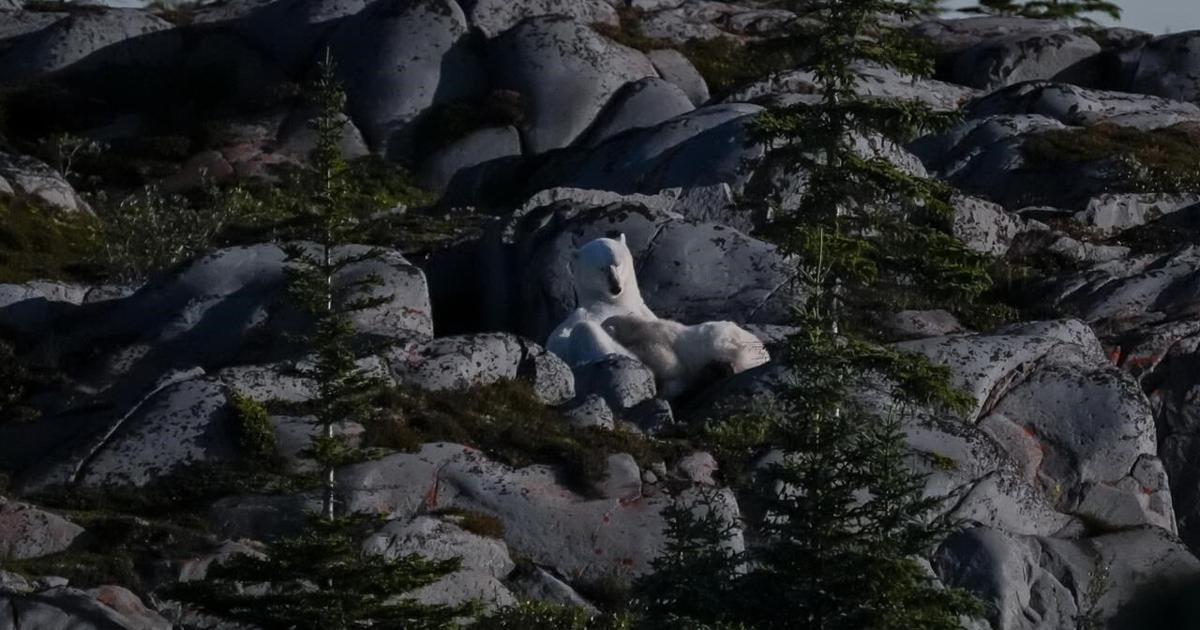 In the gateway to the Arctic, fat, ice and polar bears are crucial. All three are in trouble [Video]