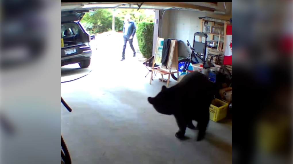 Black bear startles B.C. man after poking around in garage [Video]