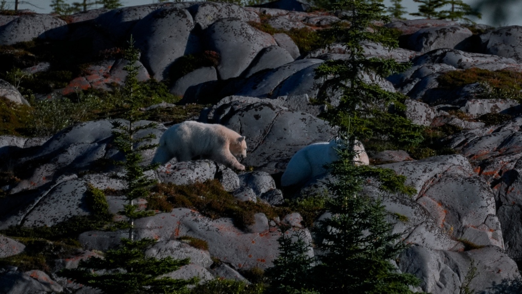 Climate change impacting polar bears in Churchill [Video]