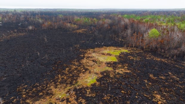 Large wildfires can create decade-long heat island in the wild [Video]