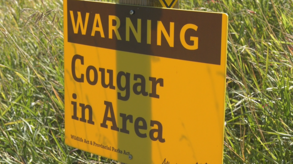 Fish Creek Park cougar sighting prompts warning [Video]