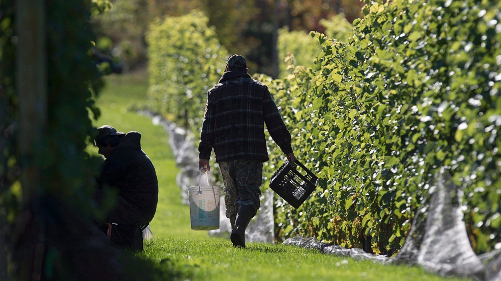 N.S. wine growers walk away from government support talks [Video]