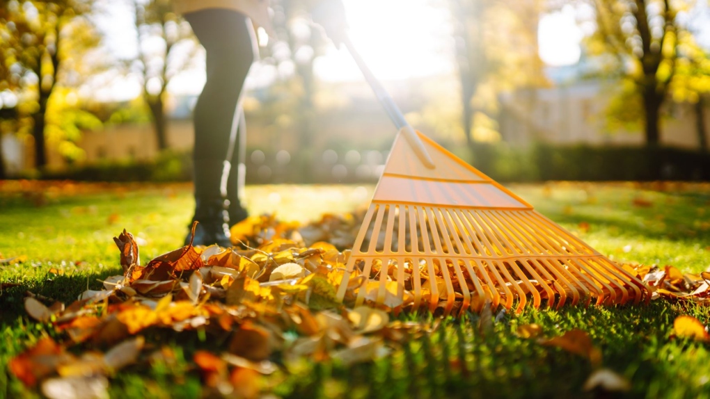 Fall yard waste collection starts next week [Video]