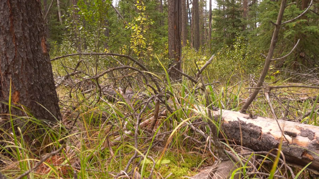 Work begins to protect Banff and Lake Louise from wildfires [Video]