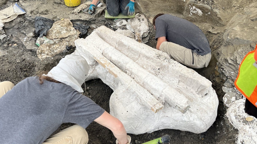 Giant dinosaur skull found in northern Alberta [Video]