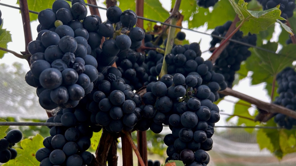 Simultaneous ripening of grapes a harvest hurdle for N.S. vineyards [Video]