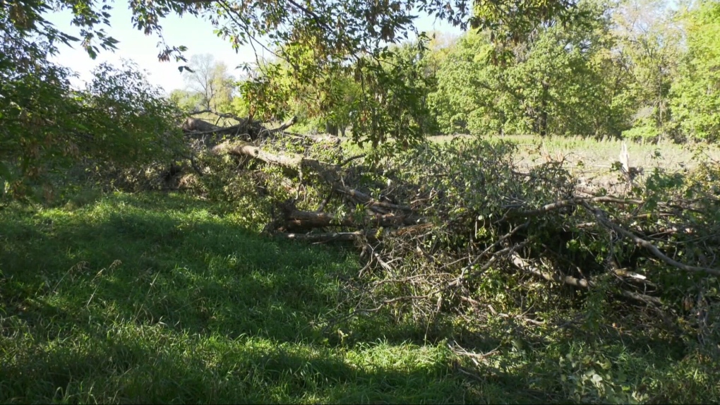 Lemay Forest owner given cease and desist order for tree cutting [Video]