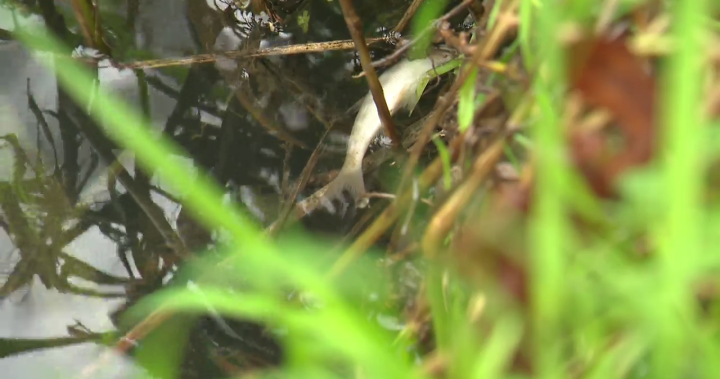 First Nations suspect agriculture in Fraser Valley fish kill – BC [Video]