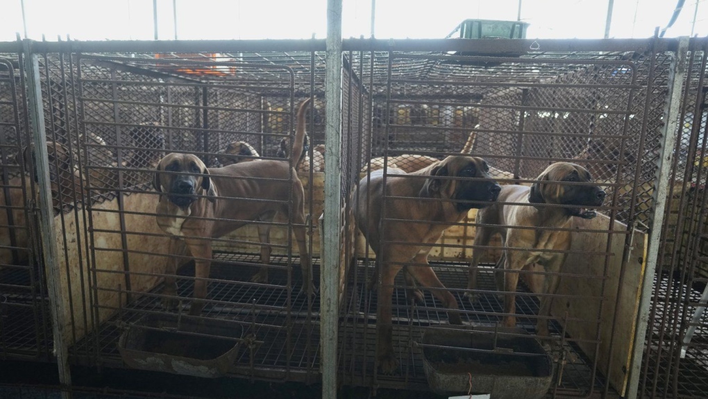 Korea dog meat ban: Seoul sets pre-2027 compensation plan for farmers [Video]