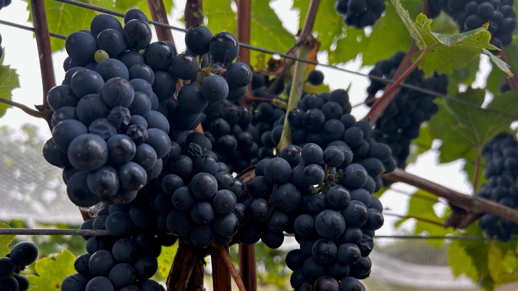 N.S. government defends wine industry offer [Video]