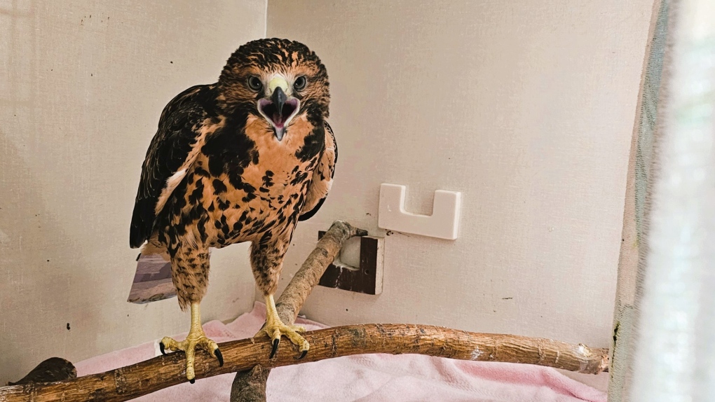 Alberta Institute for Wildlife Conservation overrun with hawks [Video]