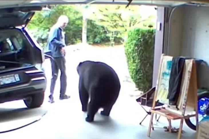 Watch: Bear charges at British Columbia man inside his garage [Video]