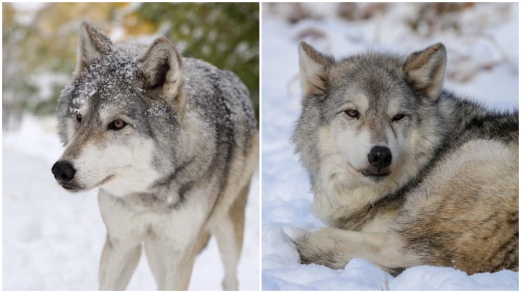 Yamnuska Wolfdog Sanctuary announces death of Kuna [Video]