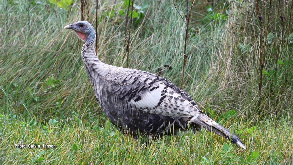 OPP investigating incident involving wild turkeys in Tecumseh [Video]