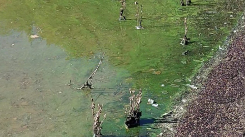 Blue-green algae spotted at GRCA properties [Video]