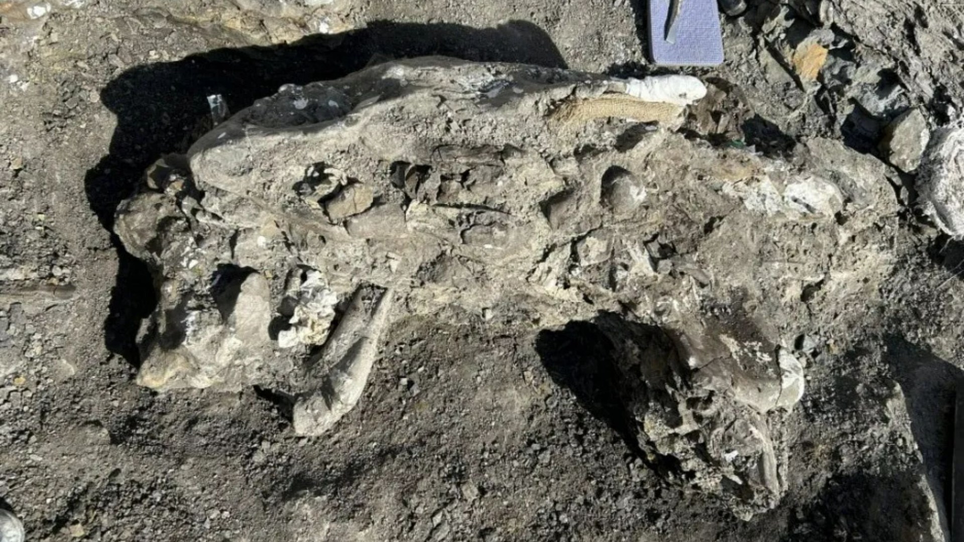 Massive 270kg dinosaur skull dubbed ‘Big Sam’ unearthed by palaeontologists after 72million years in bone-filled creek [Video]