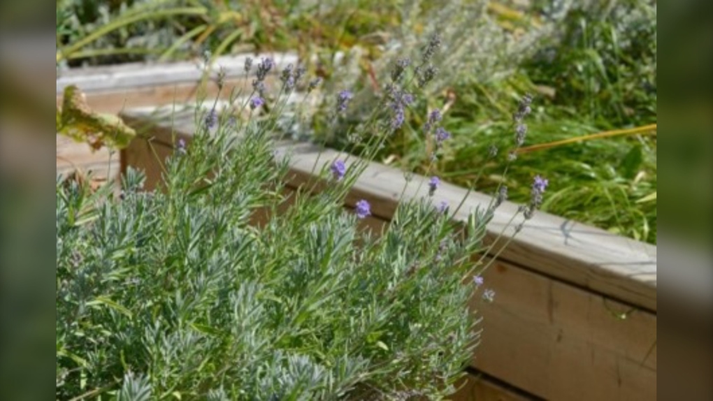 National Day for Truth and Reconciliation: uOttawa unveils Indigenous Medical Garden [Video]