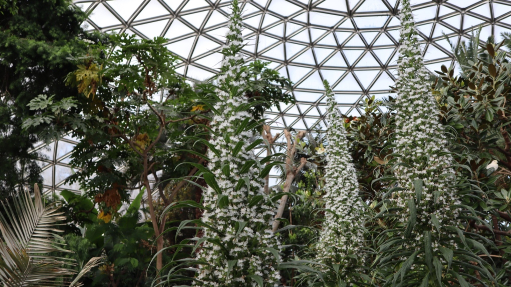 Vancouver’s Bloedel Conservatory set to close for two months [Video]