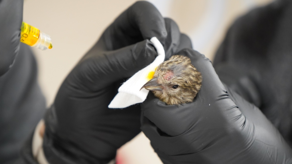 Fall brings increased risk for migratory birds: B.C. wildlife rescue [Video]