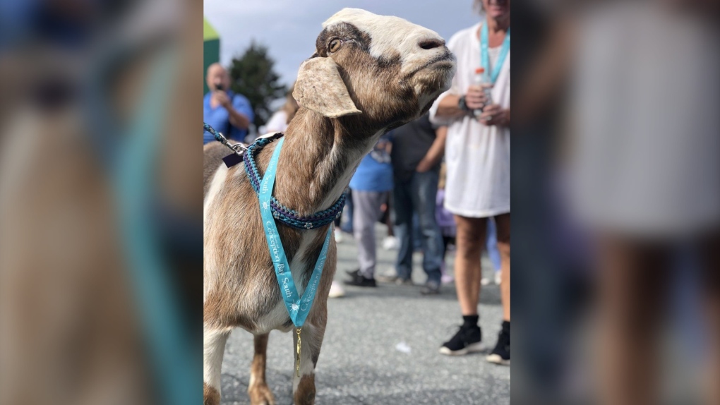 Goat wins hearts, medal at Newfoundland race [Video]