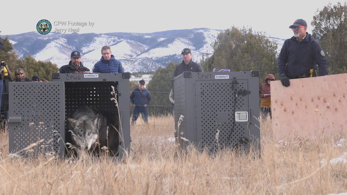 Colorado petition asks for pause in wolf releases [Video]