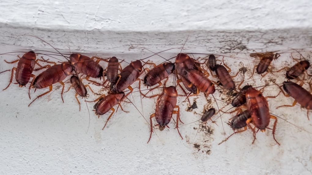 B.C. condo owner wins dispute over cockroach infestation [Video]