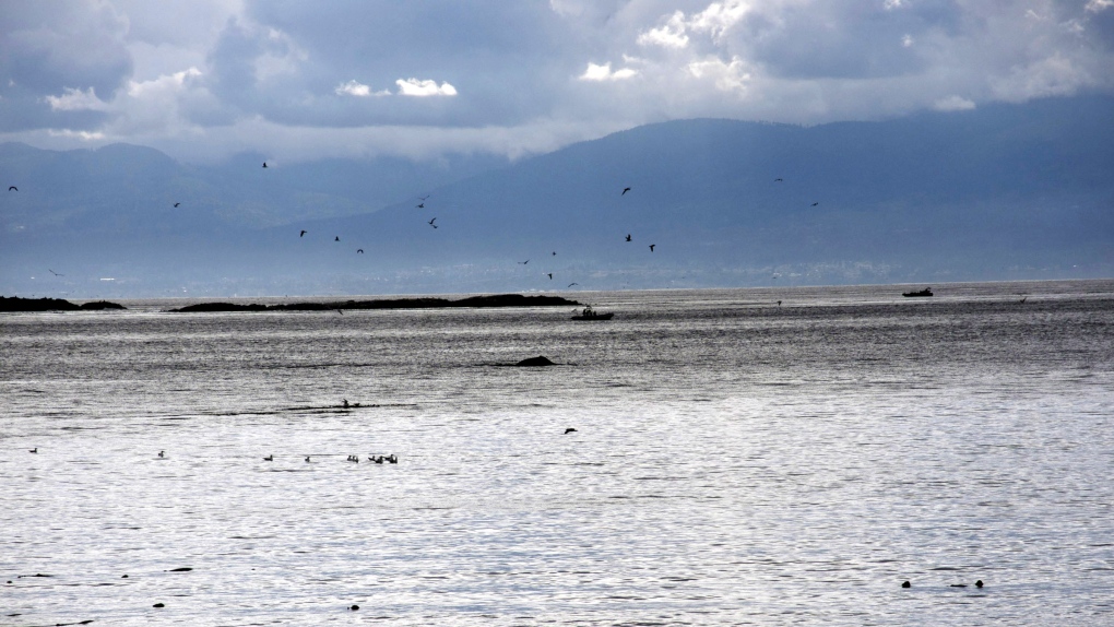 Military to conduct explosives training on B.C. island [Video]