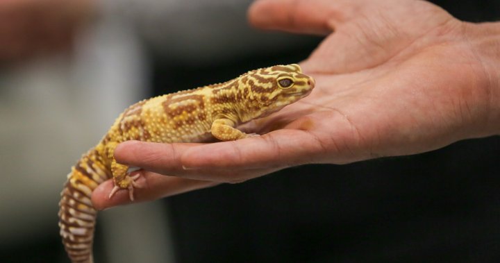 Salmonella outbreak linked to geckos kills 1, infects 25 in Canada – National [Video]