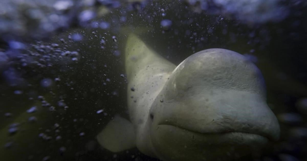 Offering a dose of healing, curious beluga whales frolic in a warming Hudson Bay [Video]