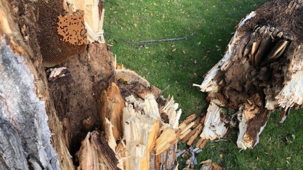 Honeybee hive discovered in toppled tree [Video]