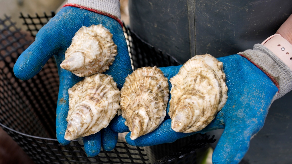 P.E.I. oyster parasite continues to spread [Video]