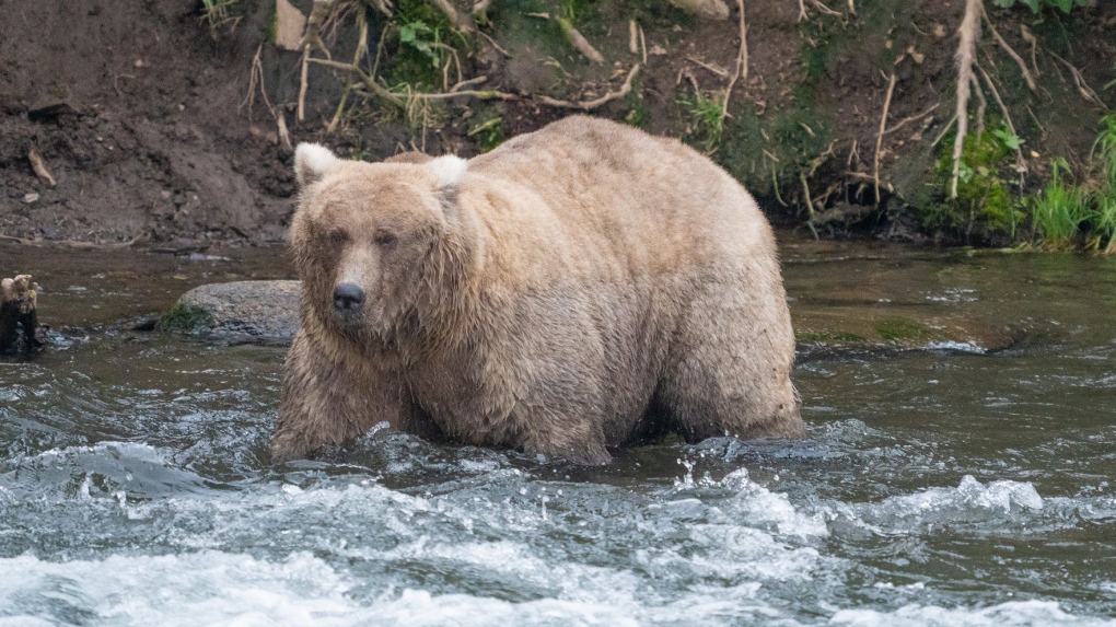 Fat Bear Week: A deadly attack shakes up bracket reveal [Video]