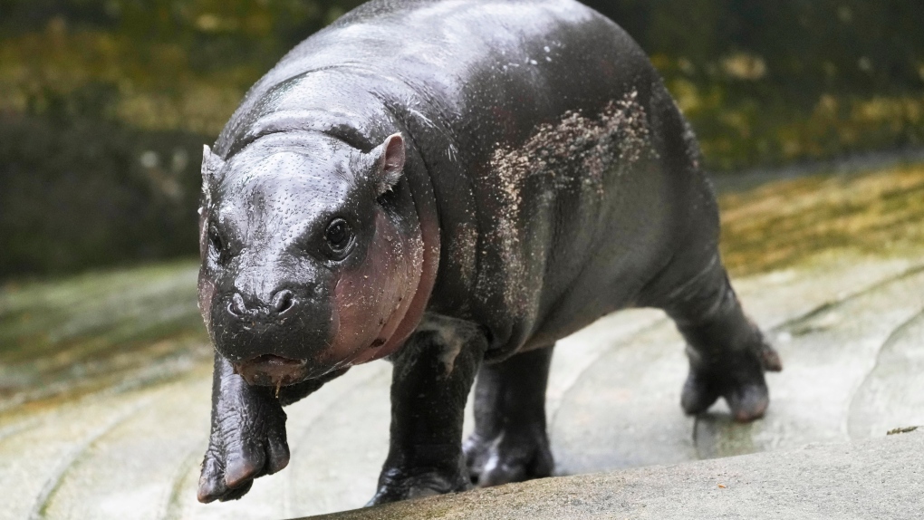 Why we cant get enough of viral baby hippo Moo Deng, according to a Windsor psychologist [Video]