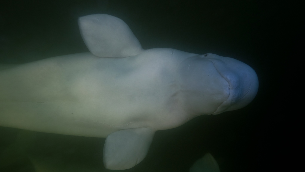 Climate change: Beluga whales impacted in Churchill [Video]