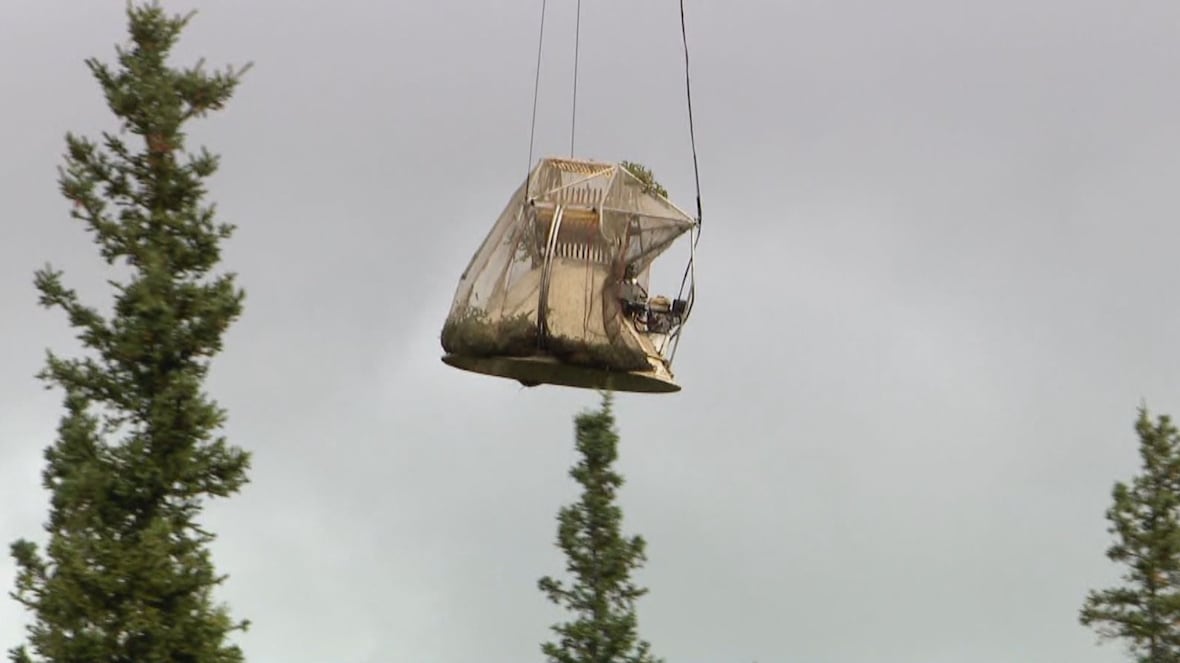 Tree planting project aims to restore caribou habitat in N.W.T.s Tch region [Video]