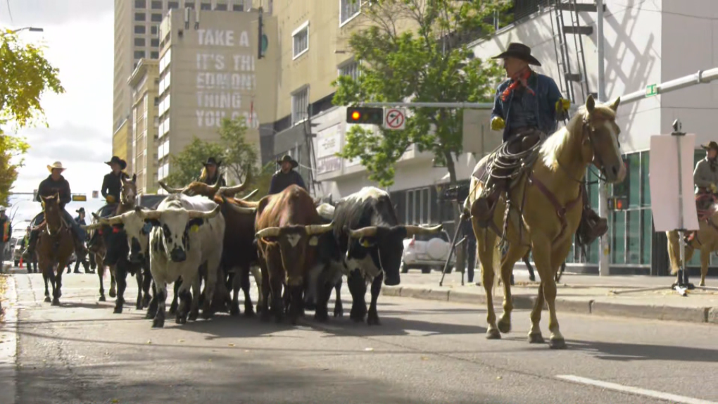 CFR brings cattle through downtown Edmonton [Video]