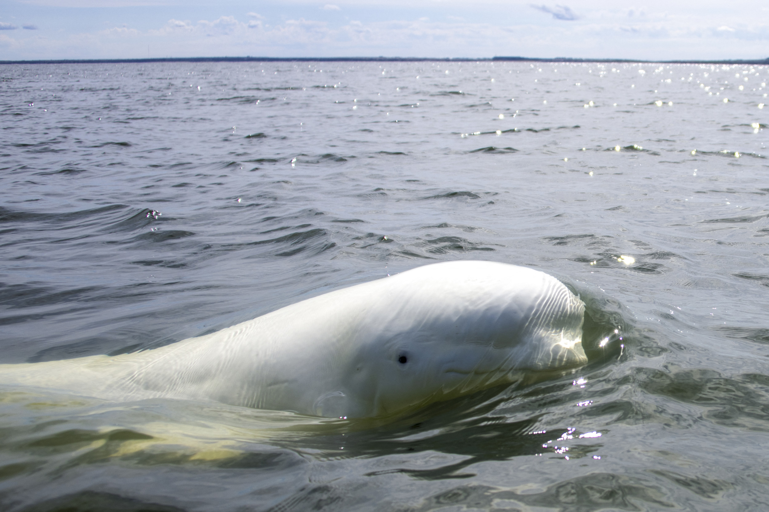 Up to 4,000 Beluga Whales Bring Joy to Hudson Bay [Video]