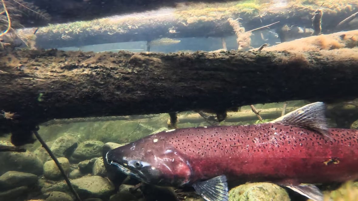 Salmon Homecoming | CBC.ca [Video]