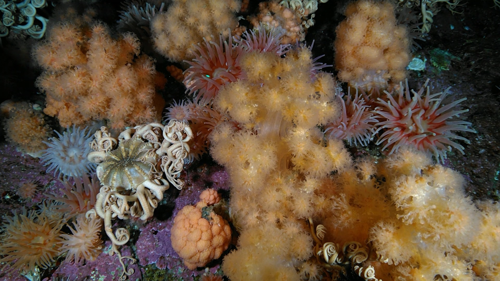 Cold-water soft coral garden discovered in Newfoundland [Video]