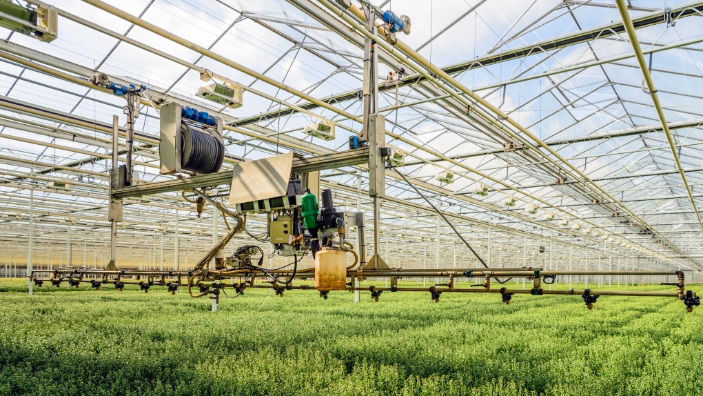 Lakeshore remains large-scale against greenhouses [Video]