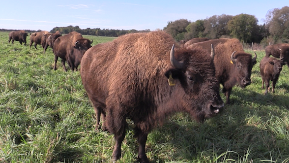 Fields to Forks: Bison farming in Ontario [Video]