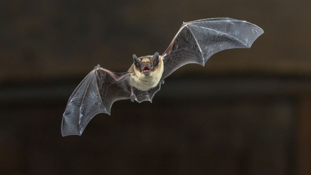 Ontario child dies after contracting rabies [Video]