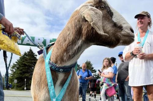 Look: Escaped goat joins half-marathon in Canada [Video]