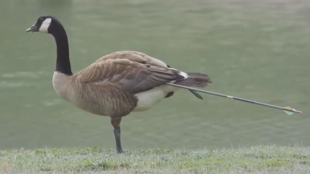 B.C. goose shot by arrow; rescue effort underway [Video]