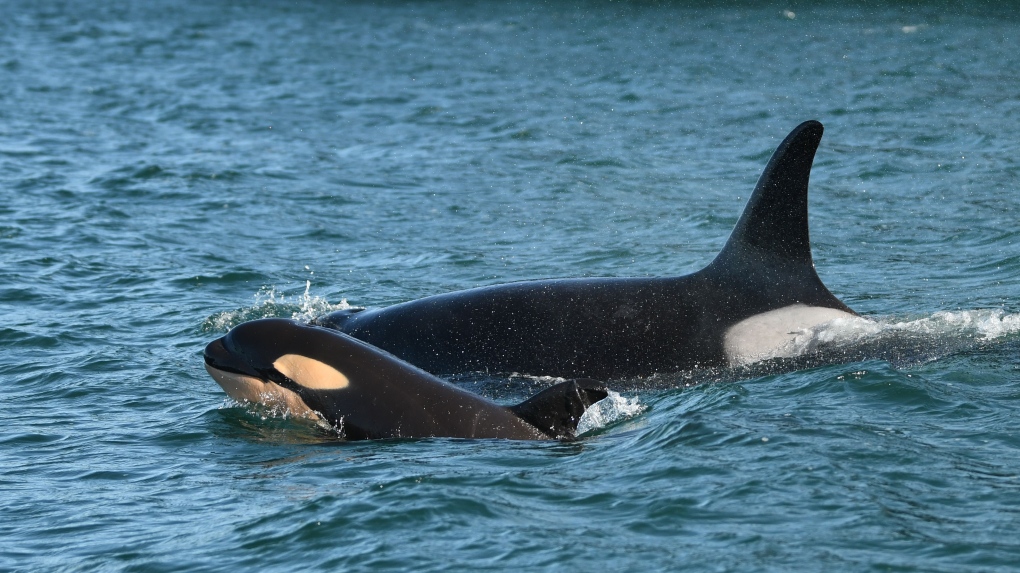 Southern Resident Killer Whale population declines again [Video]