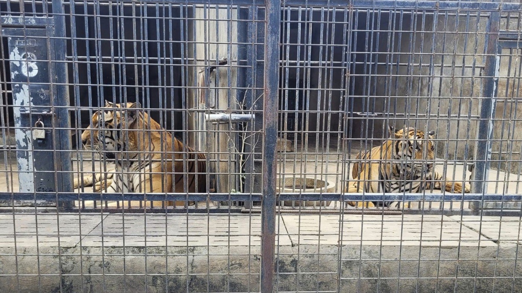 Zoo tigers die of bird flu in Vietnam [Video]