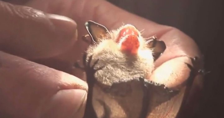 Ontario child dies from rabies after bat found in room, official says [Video]