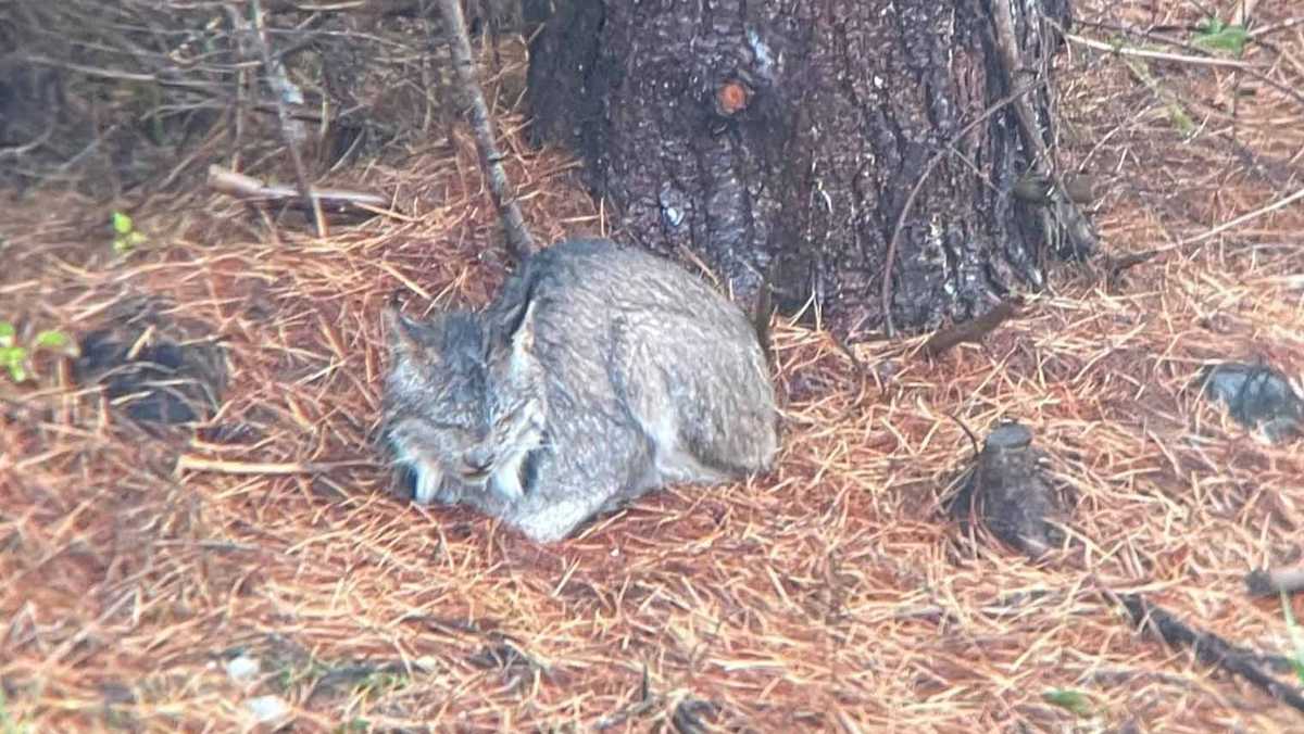 Rare Canada lynx spotted more than a dozen times in Vermont [Video]